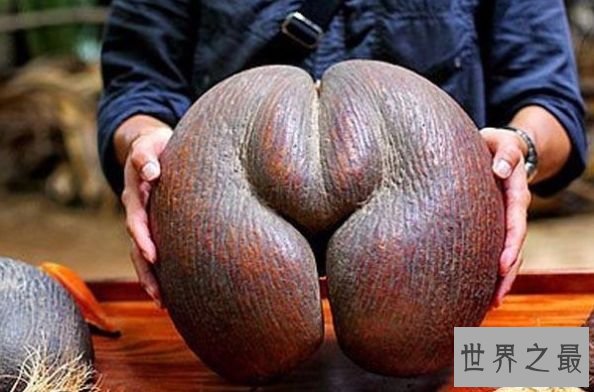 世界上最大的果子 圣经中的禁果真的存在