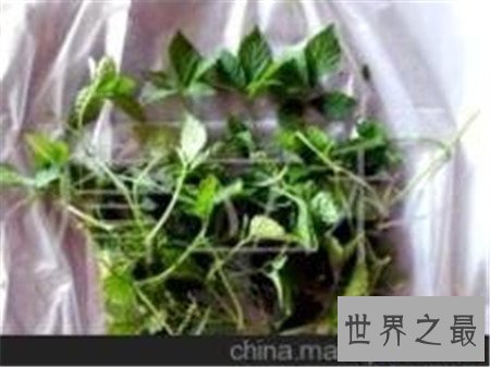 【图】五叶神香烟伤身材 而五叶神药草却滋补身材