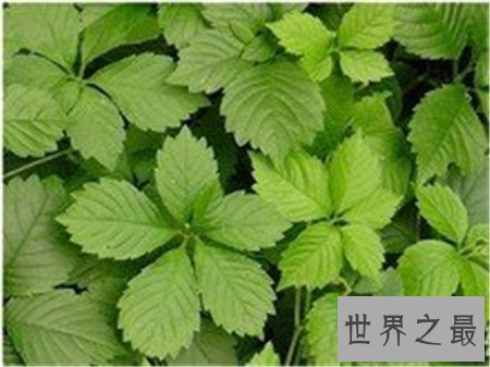 【图】五叶神香烟伤身材 而五叶神药草却滋补身材