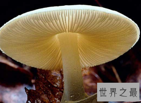 【图】死亡天使越漂亮的货色越风险越要小心