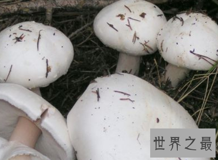 【图】死亡天使越漂亮的货色越风险越要小心