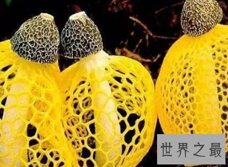 【图】死亡天使越漂亮的货色越风险越要小心