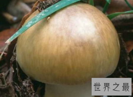 【图】死亡天使越漂亮的货色越风险越要小心