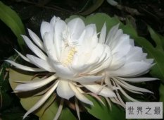 【图】世界上最稀有的十种花 三千年开花一次的优昙婆