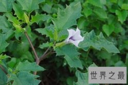 【图】世界上毒性最强的十种植物 美丽却有毒