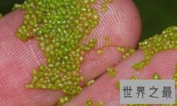 【图】世界上最小的花 芜萍要借助显微镜看