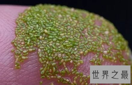 芜萍特点和价值