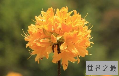 【图】世界上最毒的花不看不知道一看吓一跳