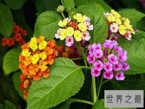 【图】世界上最毒的花不看不知道一看吓一跳