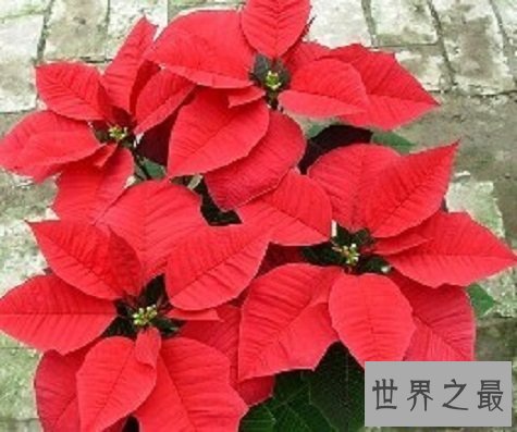 【图】世界上最毒的花不看不知道一看吓一跳