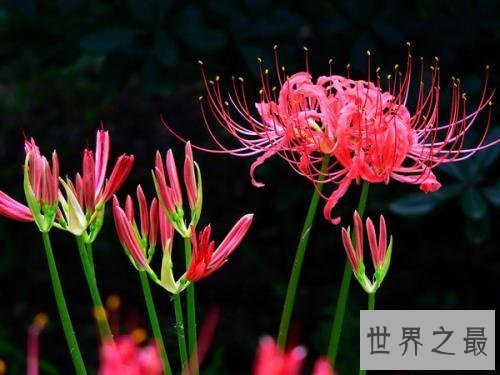 【图】世界上最毒的花不看不知道一看吓一跳