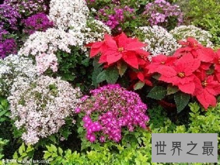 【图】世界上最毒的花不看不知道一看吓一跳