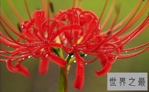 【图】世界上最毒的花不看不知道一看吓一跳