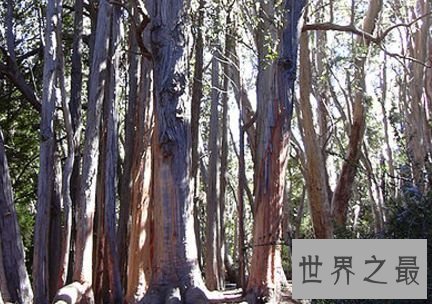 勾斯魔格桉树——塔斯曼尼亚，澳大利亚