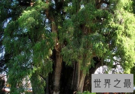 “杜雷之树”柏树——瓦哈卡州，墨西哥