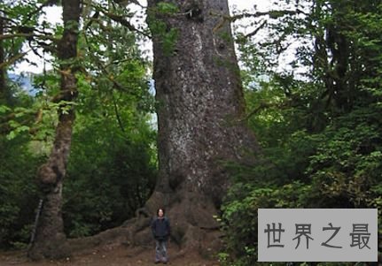 9.奎茨河云杉——华盛顿，美国