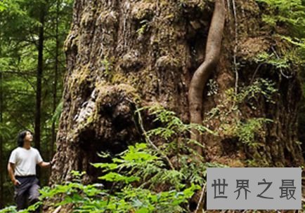 红溪杉木——加拿大