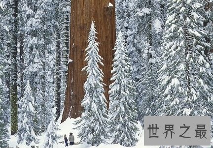 雪曼将军树——加州，美国
