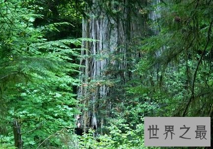 ”丢失君主“红杉树——加利福尼亚，美国