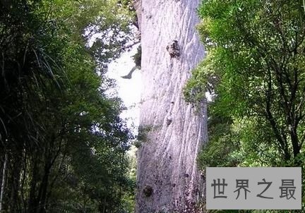 “森林之王”贝壳杉树——新西兰
