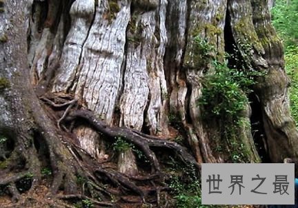 奎纳尔特湖红杉树——华盛顿，美国