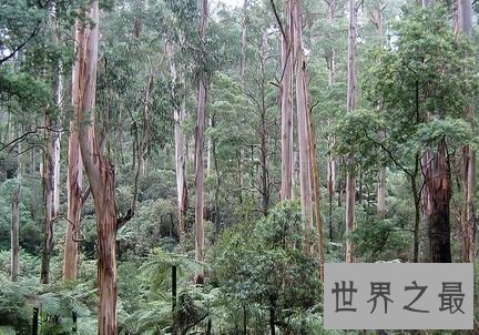 杏仁桉——澳大利亚