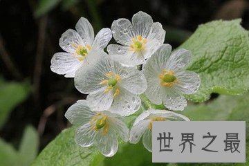 【图】大千世界无奇不有 世界上奇特的植物都有哪些呢