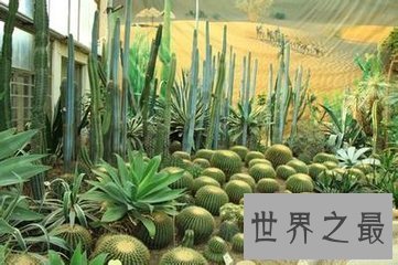 【图】大千世界无奇不有 世界上奇特的植物都有哪些呢