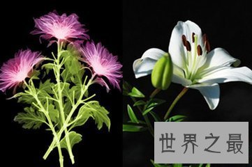 【图】大千世界无奇不有 世界上奇特的植物都有哪些呢