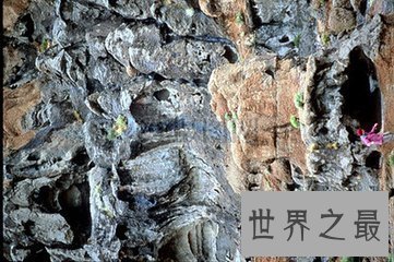 【图】大千世界无奇不有 世界上奇特的植物都有哪些呢