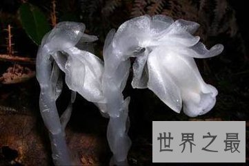 【图】大千世界无奇不有 世界上奇特的植物都有哪些呢