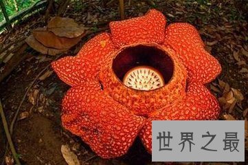 【图】大千世界无奇不有 世界上奇特的植物都有哪些呢