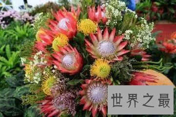 【图】大千世界无奇不有 世界上奇特的植物都有哪些呢