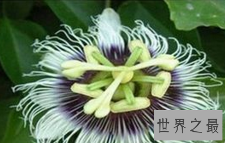 【图】这世界这是怎样了 吃人植物都能吃人了啊啊