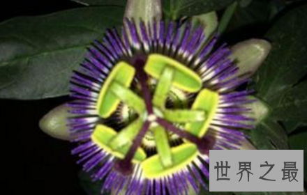 【图】这世界这是怎样了 吃人植物都能吃人了啊啊