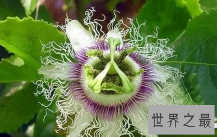 【图】这世界这是怎样了 吃人植物都能吃人了啊啊