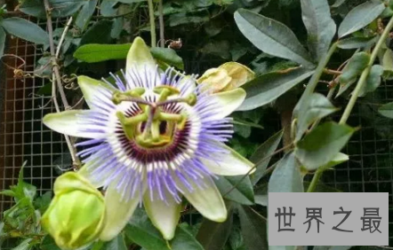 【图】这世界这是怎样了 吃人植物都能吃人了啊啊