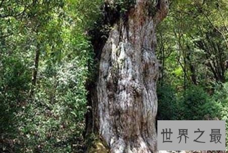 日本柳杉，2000岁