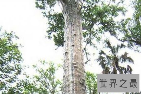 参议员柏树，3500岁