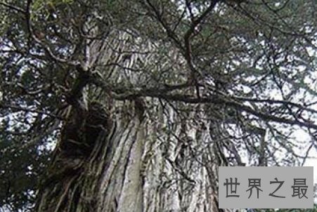 智利古柏树，3640岁