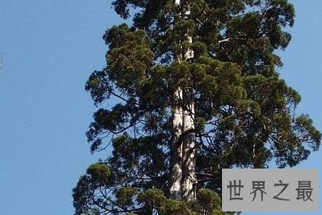 兰格尼维紫杉，4000年