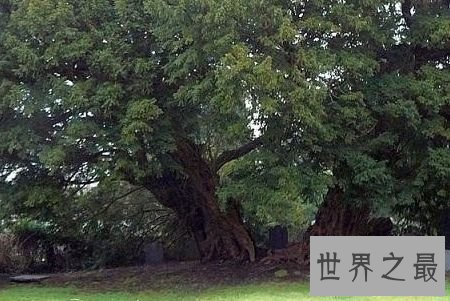 伊朗古柏树，4000岁