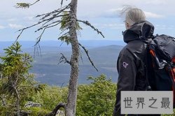 【图】最古老的树 “老吉诃德”云杉活了9500岁