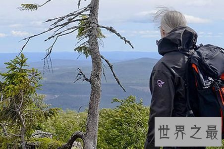 “老吉诃德”云杉，9500岁