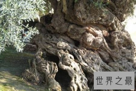 希腊古橄榄树，2000岁