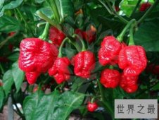 【图】世界上最辣的辣椒是哪种 美国培育超级辣椒因辣