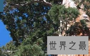 “亥伯龙神”115.61米