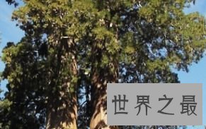 ”伊卡洛斯“ 113.14米