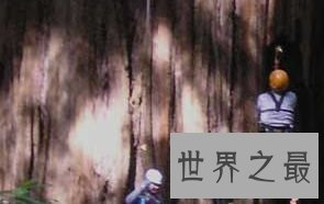 “赫利俄斯” 114.58米