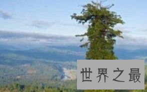 澳洲杏仁桉树 156米